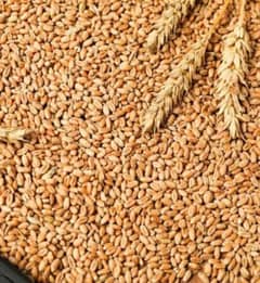 wheat/