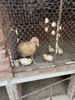 Peacock chicks with mother hen