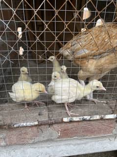 6 chicks woth mother