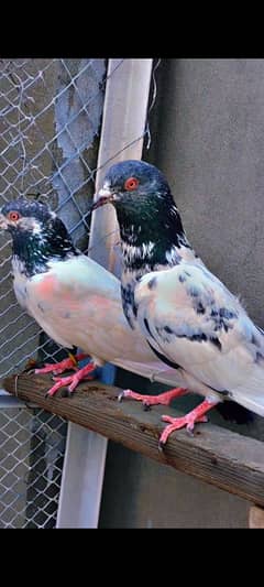 kamGar red eye