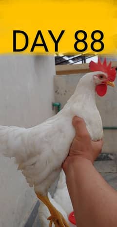 Rooster