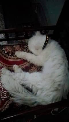 Persian Triple Coat Male 12 month Cat For Sale High Quality