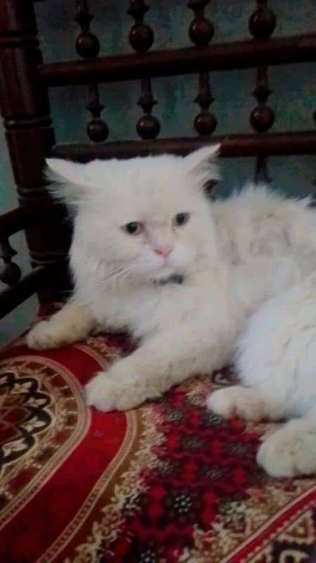 Persian Triple Coat Male 12 month Cat For Sale High Quality 1