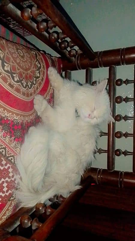 Persian Triple Coat Male 12 month Cat For Sale High Quality 2
