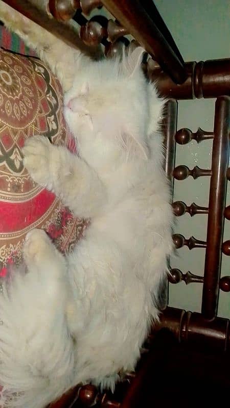 Persian Triple Coat Male 12 month Cat For Sale High Quality 3