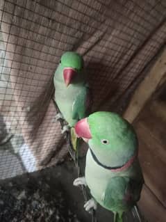 raw Parrott AGE 12 month urgent sale My WhatsApp 0309/7996174