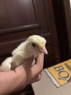 Turkey bird chicks