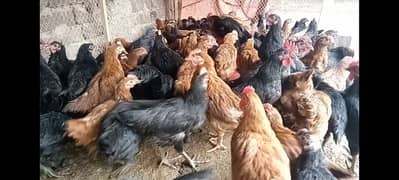 Australorp & RiR pure breed k 2 mAh k chicks for sale he.