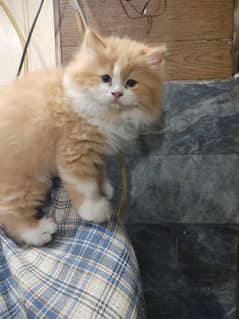 persian kitten male