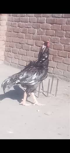 Aseel chicks