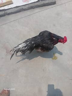 Hi quality male and female ha what’s app number 03277544971