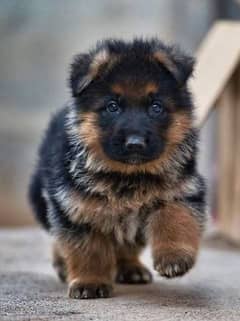 German