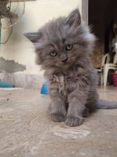 Persian