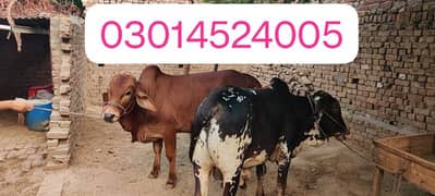 Qurbani wachay, pure desi organic janwar