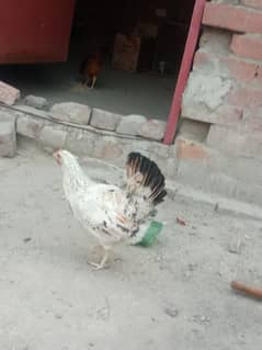 phatha and hen