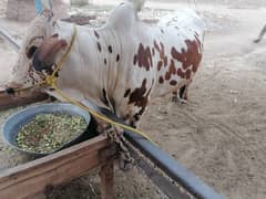 Healthy Qurbani Ox for Sale – 260kg, 3 Years Old