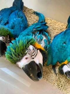 Blue macaw parrot chick 03291940713