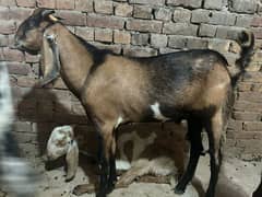donda Bakra for sell