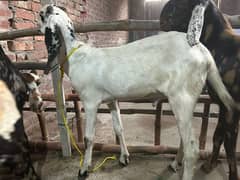 donda Bakra for sell