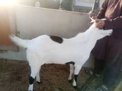 Bakray For Sale