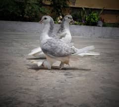 Pegion