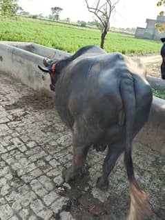 bhains for sale