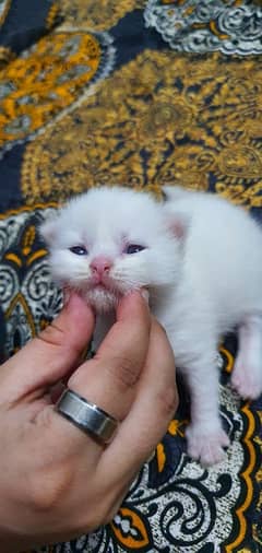 Persian Female Kitten's