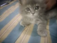 Persian cat