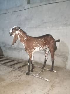 mail goats for sell