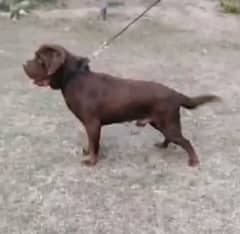 labrador Male