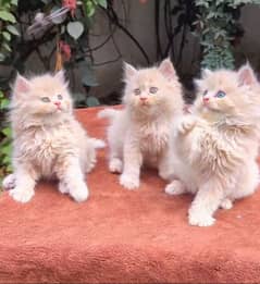 Persian cat female for the train triple code 03293556197 my WhatsApp