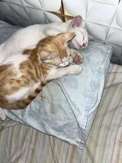 Indoor Cat/Kitten pair While male and Orange female