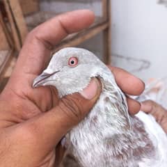 parwazi kabtoor for sale