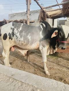 Sindhi breed  | Qurbani Caw | wacha | Bachra | 2 daant| Caw For Sale