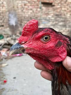 thai black eye murga