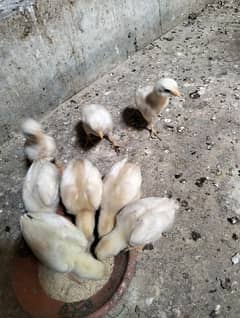 Hera Aseel chicks