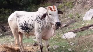 2 dant bal ha qurbni Kelly gar ka Pala ha