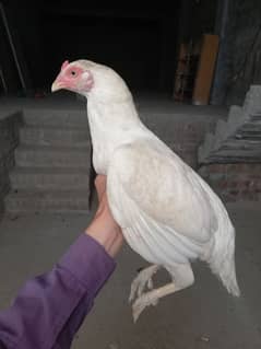 aseel bird from home breed.