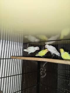 albino red eye cremeino decino