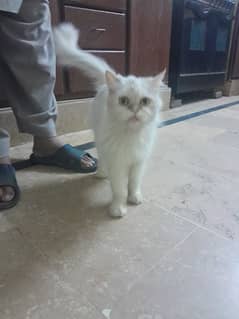 persian
