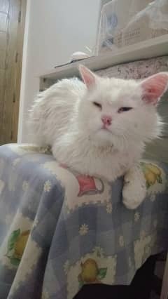 Persian cat