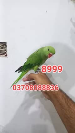 parrot