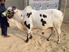 Qurbani