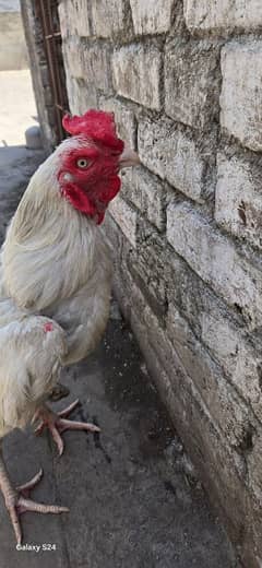Heera Assel murga for sale