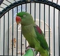 Raw alexandrine female parrot read discription