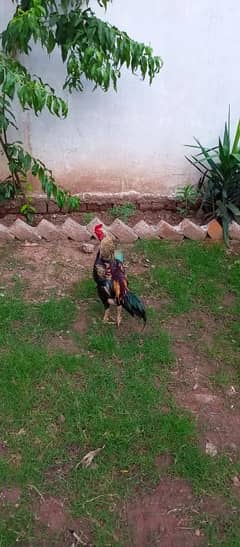 Aseel Murga