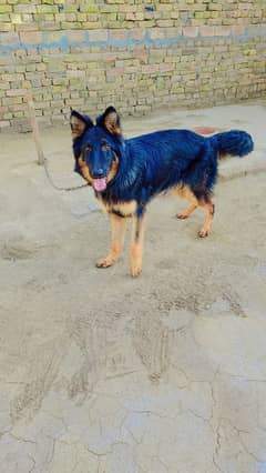 Male German Shepherd young puppy vaccinated