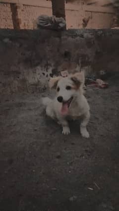 Russian Breed  4 months age
