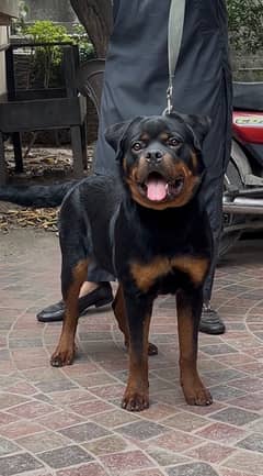 ROTTWEILLER PEDIGREE PUPPIES AVAILABLE