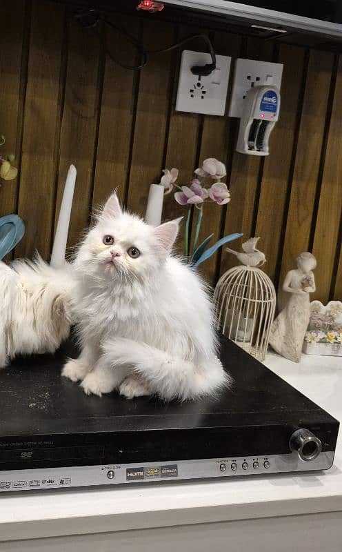 piki peke / Persian cat / Persian kitten / long coated cat 03335125710 4